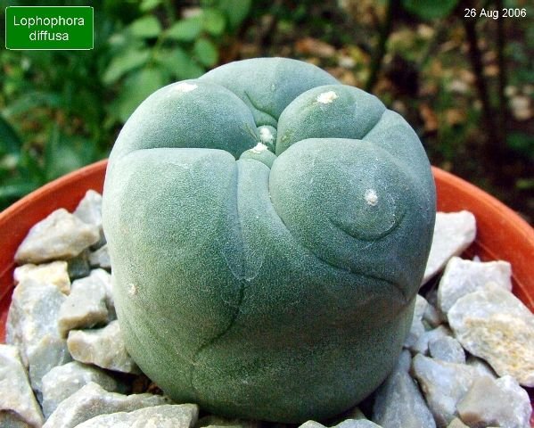 Lophophora _diffusa _04